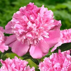 Bouquet Perfect şakayık saksılı bitki peony paeonia