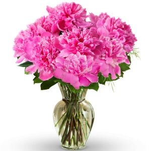 Bouquet Perfect şakayık saksılı bitki peony paeonia