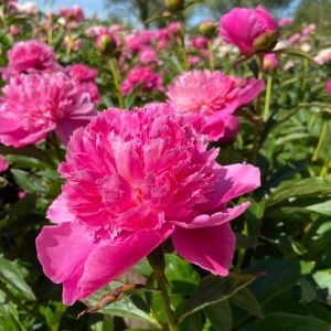 Bouquet Perfect şakayık saksılı bitki peony paeonia