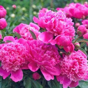 Bouquet Perfect şakayık saksılı bitki peony paeonia