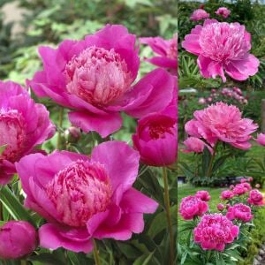 Bouquet Perfect şakayık saksılı bitki peony paeonia