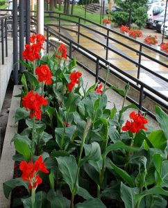 Firebird canna tesbih çiçeği saksıda