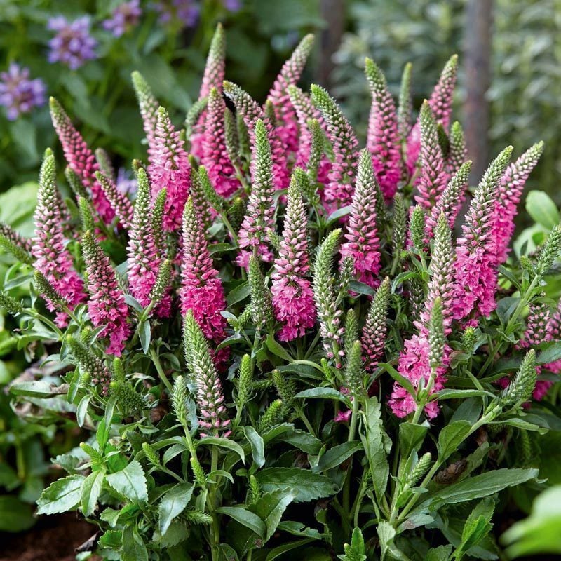 Candles bubblegum veronica spicata fidesi yavşan otu çiçeği