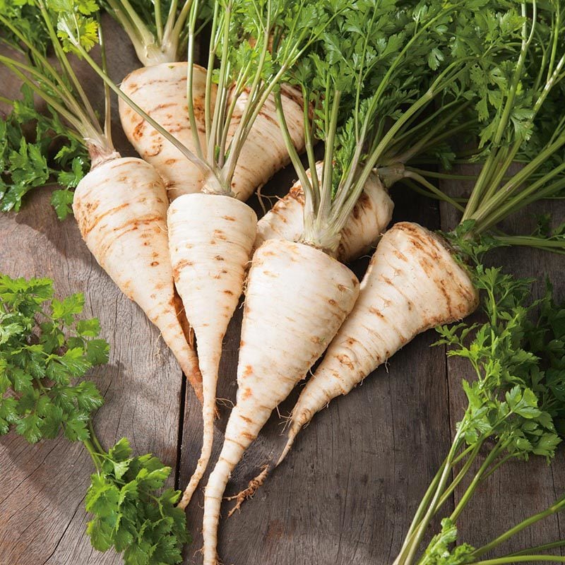 Kök maydanoz tohumu hamburg turnip rooted