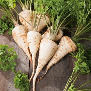 Kök maydanoz tohumu hamburg turnip rooted