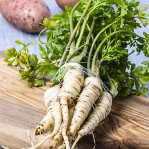 Kök maydanoz tohumu hamburg turnip rooted