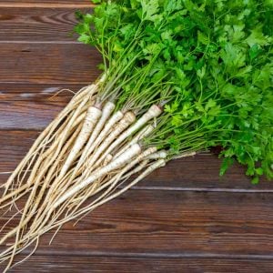 Kök maydanoz tohumu hamburg turnip rooted