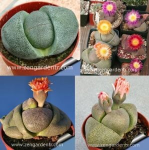 Pleiospilos nelii hindistan cevizi kokulu çiçekler sukulent bitki