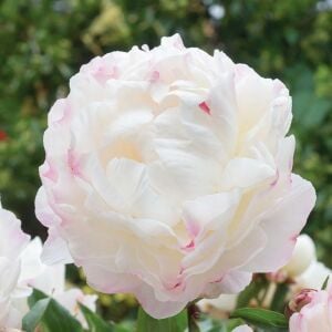 Gardenia şakayık saksılı bitki peony paeonia