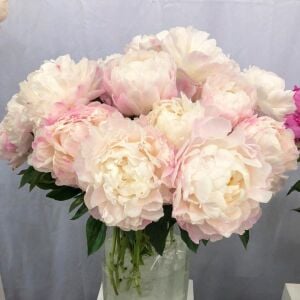 Gardenia şakayık saksılı bitki peony paeonia