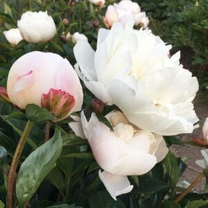 Gardenia şakayık saksılı bitki peony paeonia