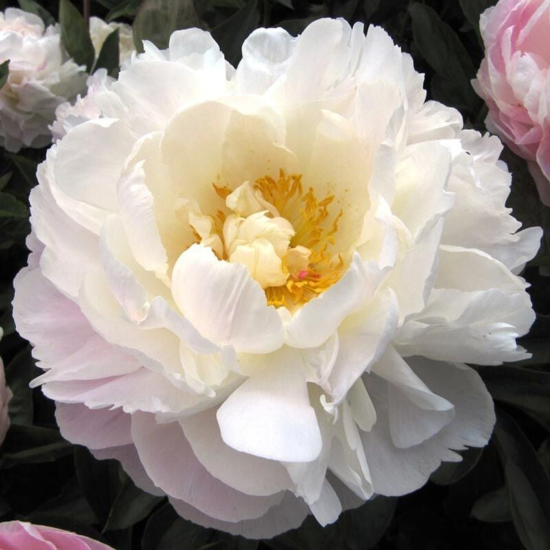 Gardenia şakayık saksılı bitki peony paeonia