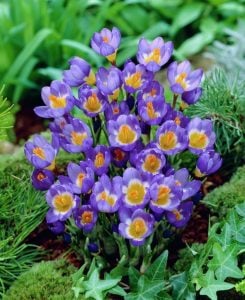 Sieberi tricolor botanik çiğdem soğanı ithal crocus 10 adet