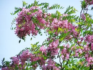 Pembe gül akasya tohumu robinia hispida fertilis