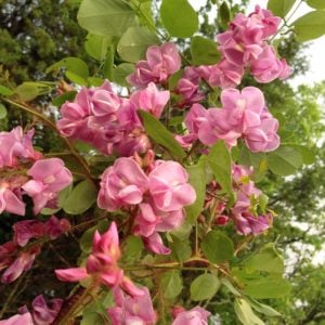 Pembe gül akasya tohumu robinia hispida fertilis