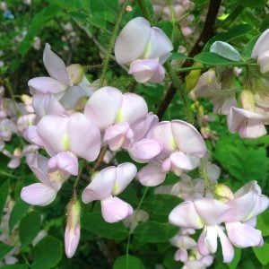 Pembe gül akasya tohumu robinia hispida fertilis