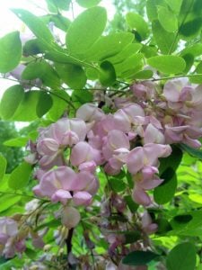 Pembe gül akasya tohumu robinia hispida fertilis