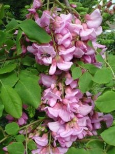 Pembe gül akasya tohumu robinia hispida fertilis
