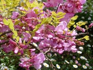 Pembe gül akasya tohumu robinia hispida fertilis