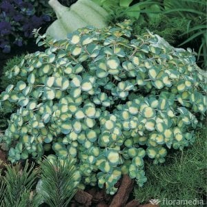Sarkan sedum sieboldii variegata