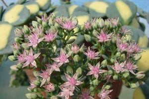 Sarkan sedum sieboldii variegata