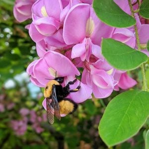 Pembe gül akasya tohumu robinia hispida fertilis