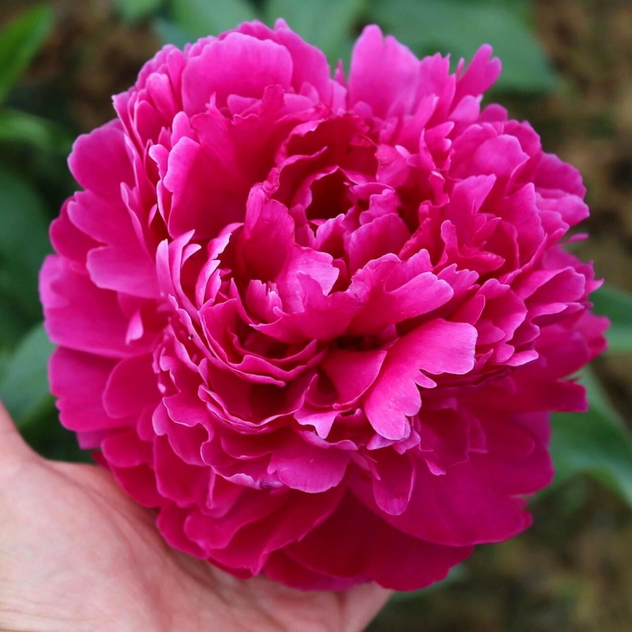 Fiona şakayık saksılı bitki peony paeonia ithal