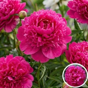 Fiona şakayık saksılı bitki peony paeonia ithal