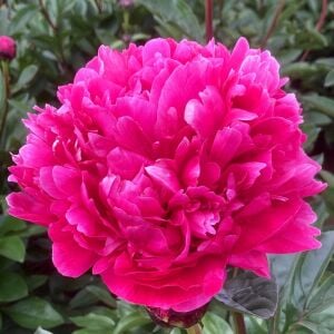Fiona şakayık saksılı bitki peony paeonia ithal