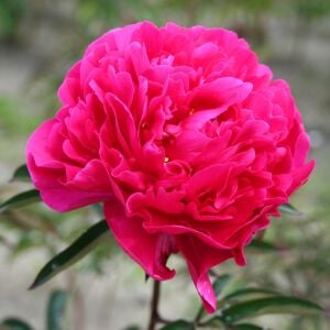 Fiona şakayık saksılı bitki peony paeonia ithal