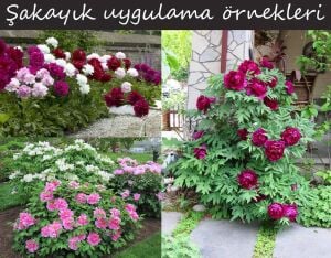 Fiona şakayık saksılı bitki peony paeonia ithal