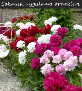 Fiona şakayık saksılı bitki peony paeonia ithal