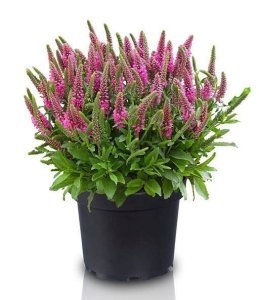 Candles bubblegum veronica spicata fidesi yavşan otu çiçeği 3 fide