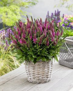 Candles bubblegum veronica spicata fidesi yavşan otu çiçeği 3 fide