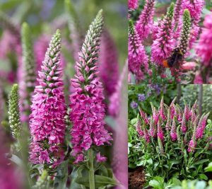 Candles bubblegum veronica spicata fidesi yavşan otu çiçeği 3 fide