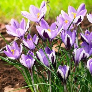Spring beauty botanik çiğdem soğanı ithal crocus 10 adet