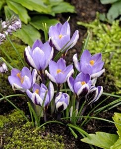 Spring beauty botanik çiğdem soğanı ithal crocus 10 adet
