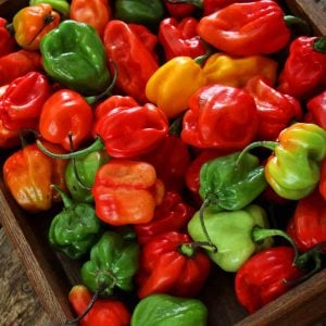 Habanero biberi tohumu mix renkli karışım acı