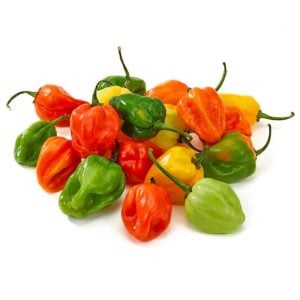Habanero biberi tohumu mix renkli karışım acı
