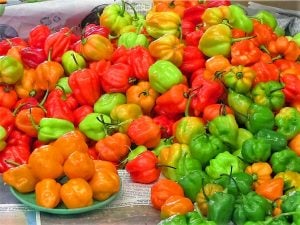 Habanero biberi tohumu mix renkli karışım acı