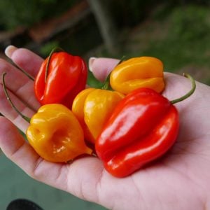 Habanero biberi tohumu mix renkli karışım acı