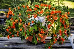 Habanero biberi tohumu mix renkli karışım acı