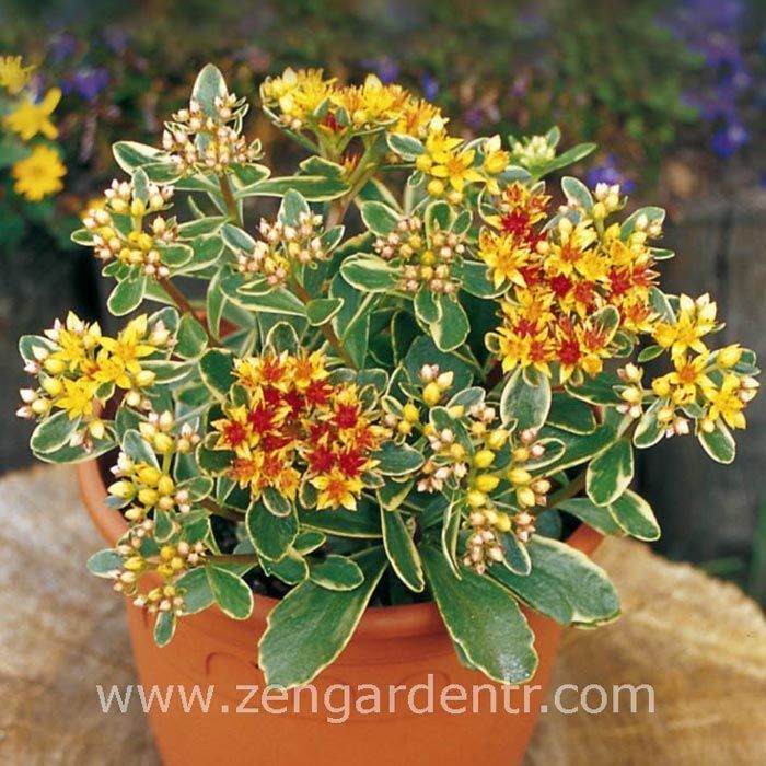 Sarkan sedum kamtschaticum variegatum