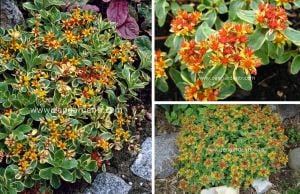 Sarkan sedum kamtschaticum variegatum