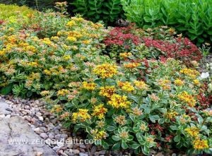 Sarkan sedum kamtschaticum variegatum