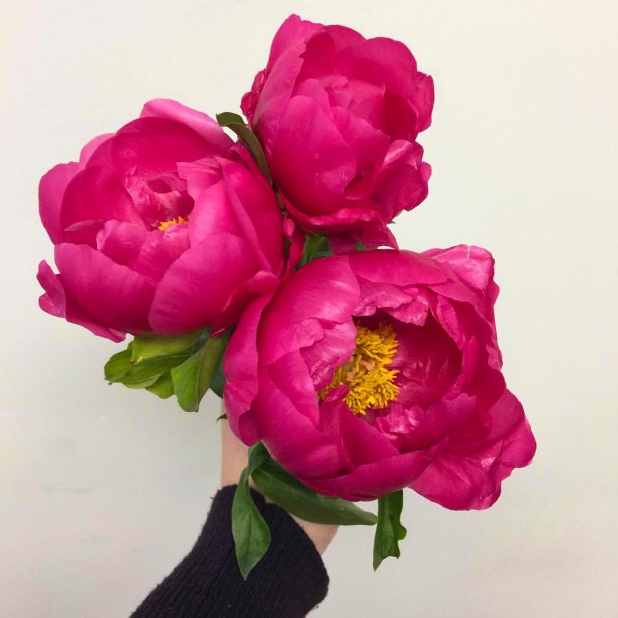 Eventide şakayık saksılı bitki peony paeonia ithal