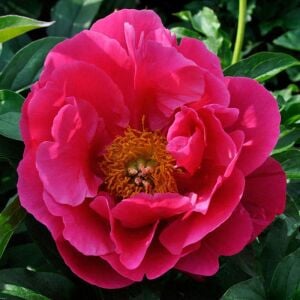Eventide şakayık saksılı bitki peony paeonia ithal