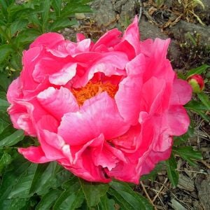 Eventide şakayık saksılı bitki peony paeonia ithal