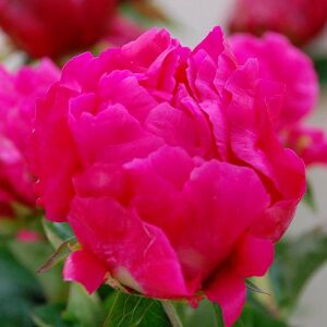 Eventide şakayık saksılı bitki peony paeonia ithal