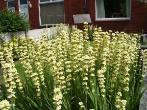 Sarı çiçekli sisyrinchium striatum fidesi saksıda